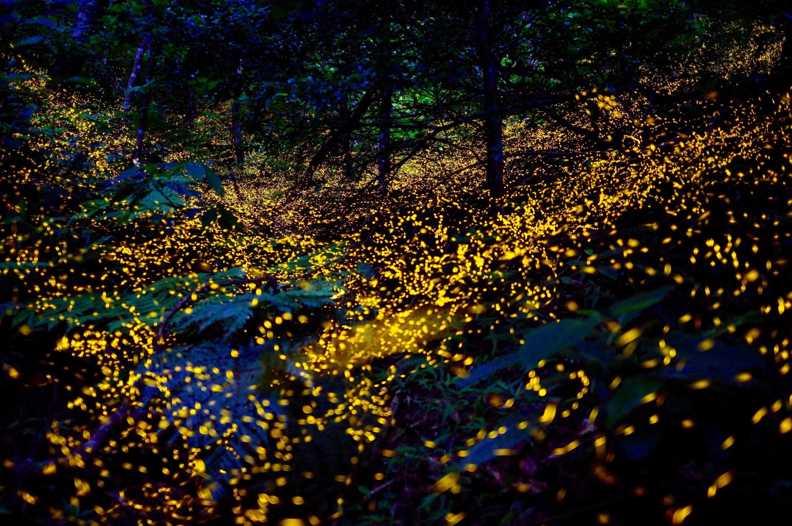 ヤエヤマヒメボタルの乱舞