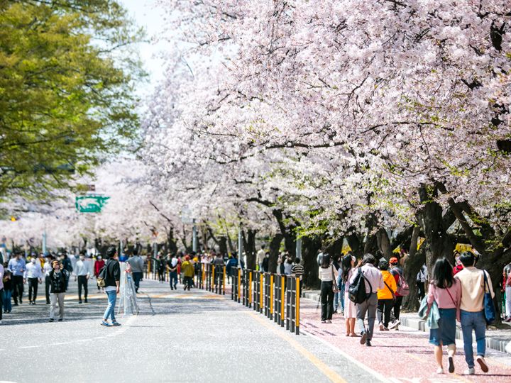汝矣島（ヨイド）の桜
