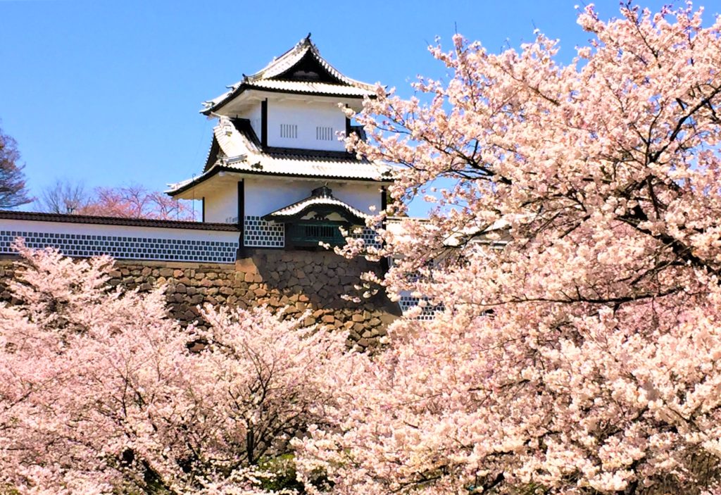 兼六園の桜